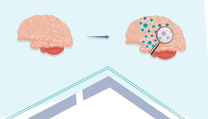 Changes in brain structure