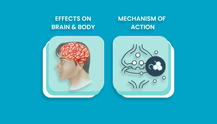 How Does Ativan and Xanax Work in the Brain and Body